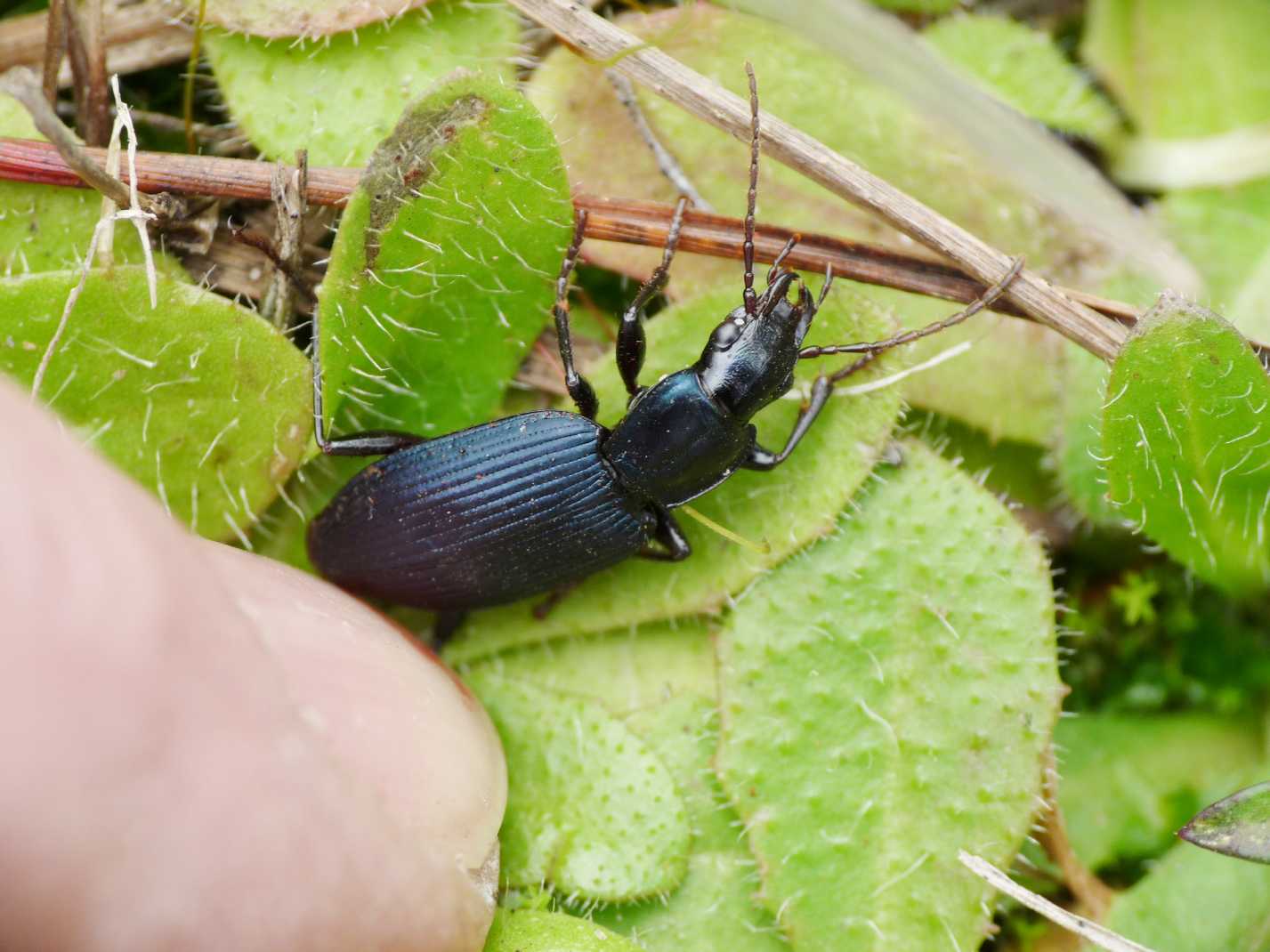 Carabide da determinare - Laemostenus venustus